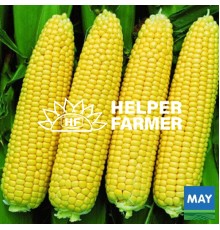 Кукурудза Вега суперсолодка, 500 г