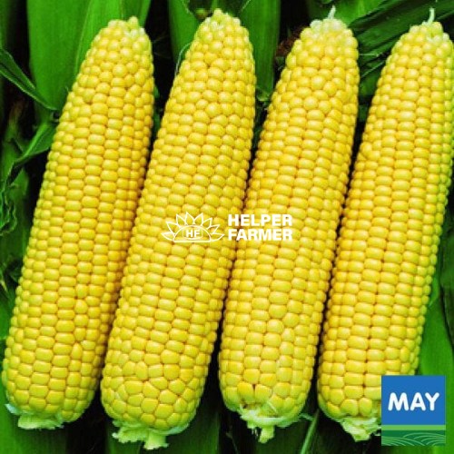 Кукурудза Вега суперсолодка, 500 г