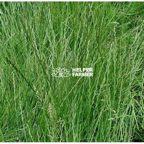 Райграс многолетний на вес, 1 кг