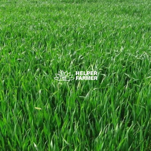 Райграс багаторічний на вагу, 1 кг