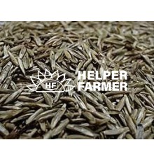 Райграс многолетний на вес, 1 кг