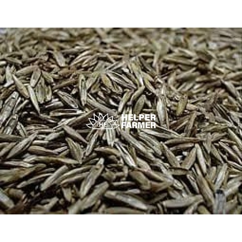 Райграс багаторічний на вагу, 1 кг