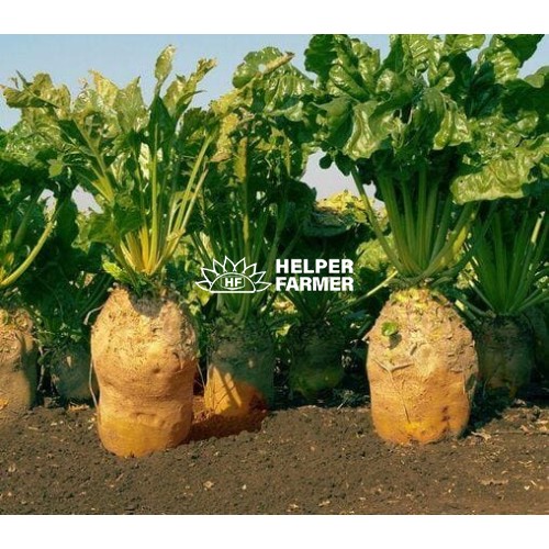 Свекла кормовая Урсус Поли Польша на вес, 1 кг