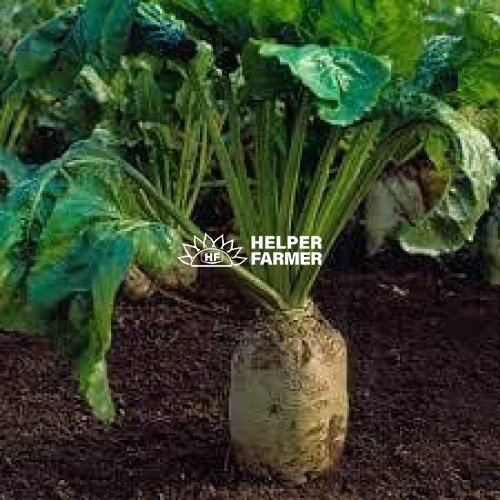 Свекла кормовая центаур Поли Польша на вес, 1 кг