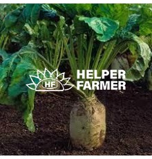 Свекла кормовая центаур Поли Польша на вес, 1 кг