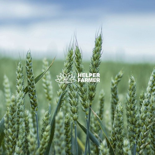 Пшениця Скаген перша репродукція (з сертифікатом), 1 тона