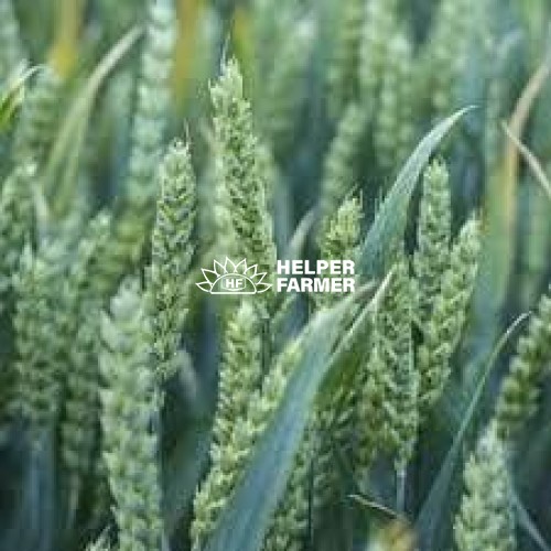 Пшениця Скаген перша репродукція (з сертифікатом), 1 кг Пшениця Скаген перша репродукція (з сертифікатом), 1 кг