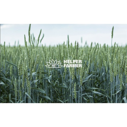 Пшеница Скаген первая репродукция (с сертификатом), 1 тонна