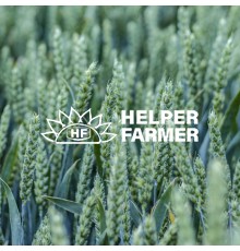 Пшениця Скаген перша репродукція (з сертифікатом), 1 тона