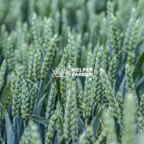 Пшениця Скаген перша репродукція (з сертифікатом), 1 тона