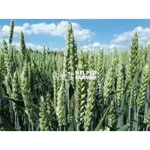 Пшениця Скаген перша репродукція (з сертифікатом), 1 кг Пшениця Скаген перша репродукція (з сертифікатом), 1 кг