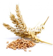 Тітус озимий ячмінь / перша репродукція, з сертифікатом, 1 кг