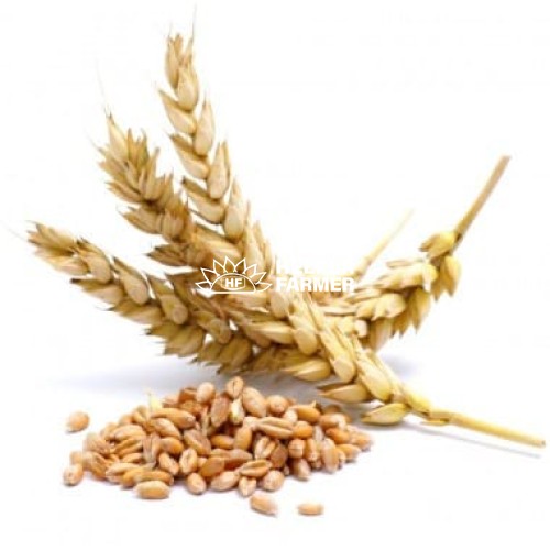 Тітус озимий ячмінь / перша репродукція, з сертифікатом, 1 кг