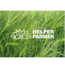 МАЙБРИТ озимый ячмень / первая репродукция, с сертификатом