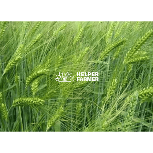 МАЙБРИТ озимый ячмень / первая репродукция, с сертификатом