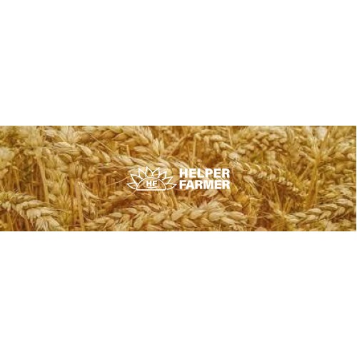Пшеница Тобак озимая - первая репродукция (с сертификатом), 1 кг