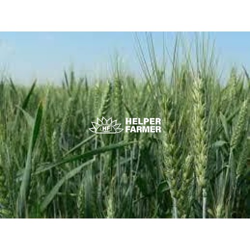 Пшеница Тобак озимая - первая репродукция (с сертификатом), 1 кг