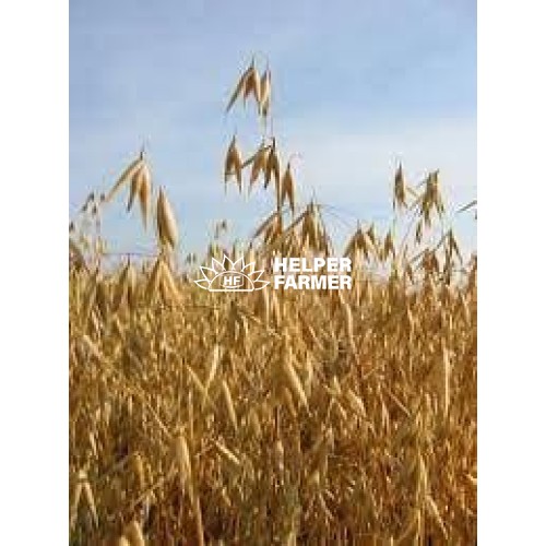 Овес - насіння, оздоровлення, лікування, відвари, пророщування, мікрогрін, 1 кг