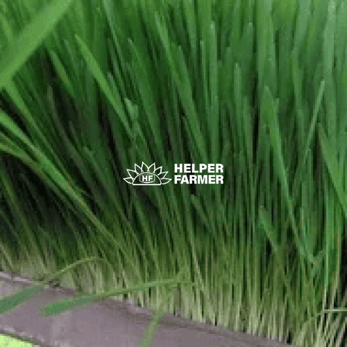 Овёс - семена, оздоровление, лечение, отвары, проращивание, микрогрин, 1 кг