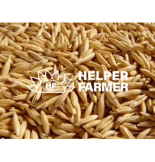 Овес - насіння, оздоровлення, лікування, відвари, пророщування, мікрогрін, 1 кг