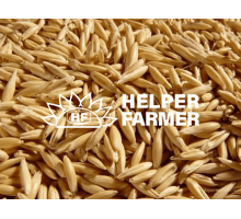 Овёс - семена, оздоровление, лечение, отвары, проращивание, микрогрин, 1 кг