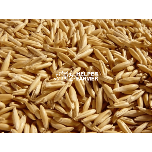 Овёс - семена, оздоровление, лечение, отвары, проращивание, микрогрин, 1 кг