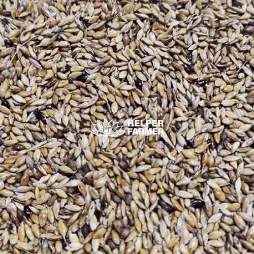 Насіння Суданки суданської трави на вагу на посів