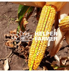 ГРАН 6 - семена гибрида кукурузы урожая 2022 г