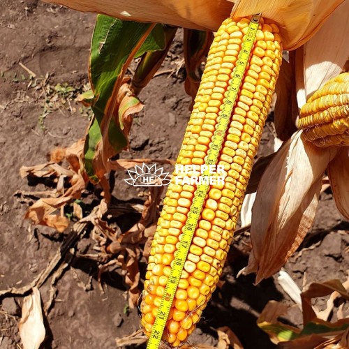 ГРАН 6 / семена гибрида кукурузы урожая 2022 г