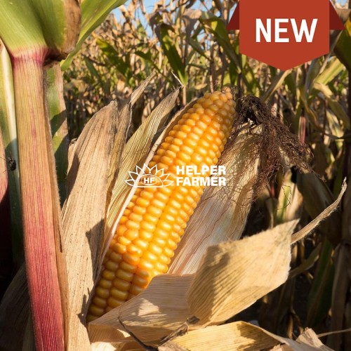 Парадіз - насіння гібриду кукурудзи врожай 2023 р