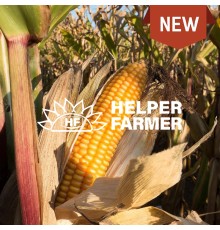 Парадиз - семена гибрида кукурузы урожай 2023 г