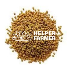 Семена горчицы белой, 1 кг