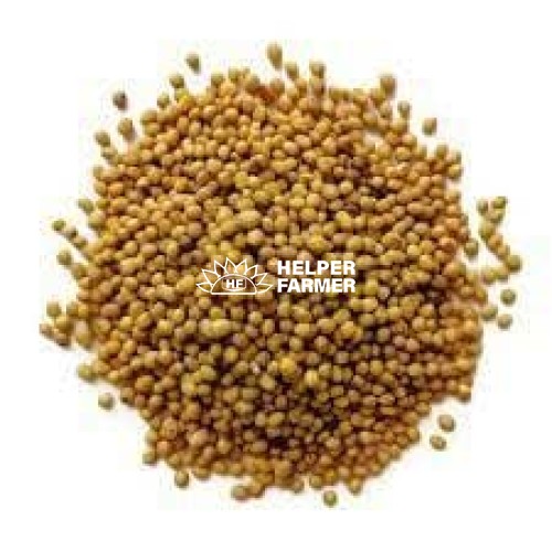 Семена горчицы белой, 1 кг