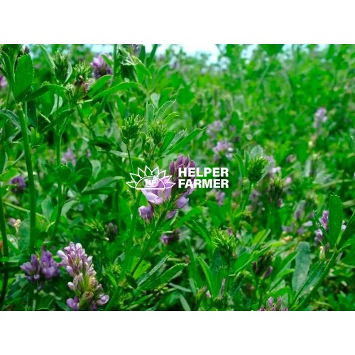 Семена люцерны омагниченные