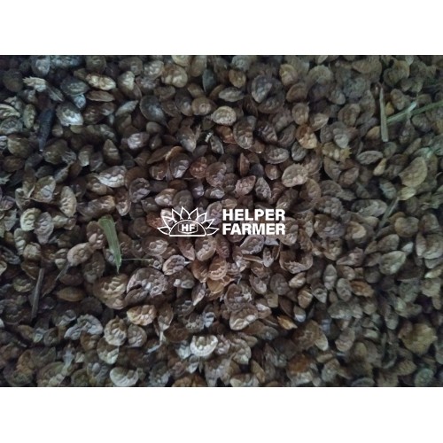 Семена Эспарцета, многолетняя кормовая трава медонос, 1 кг