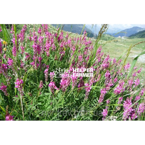 Насіння Еспарцету, багаторічна кормова трава медонос, 1 кг