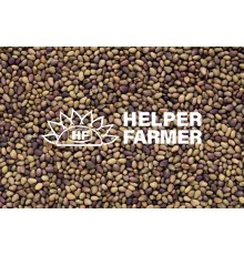 Насіння Польової конюшини