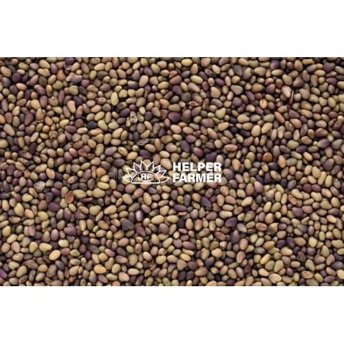 Семена Полевого клевера