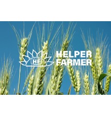 Пшеница Покровская озимая – элита (с сертификатом), 1 тонна