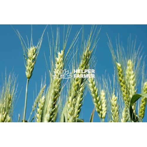 Пшеница Покровская озимая – элита (с сертификатом), 1 тонна