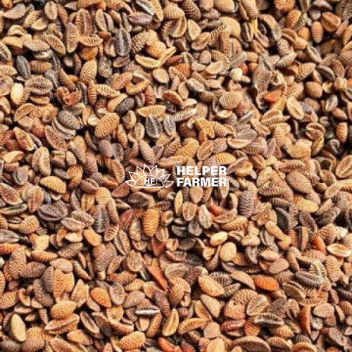 Насіння фацелії, 1 кг