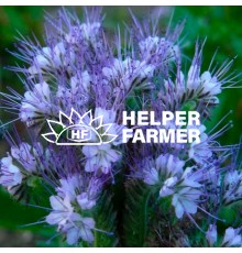 Семена фацелии, 1 кг