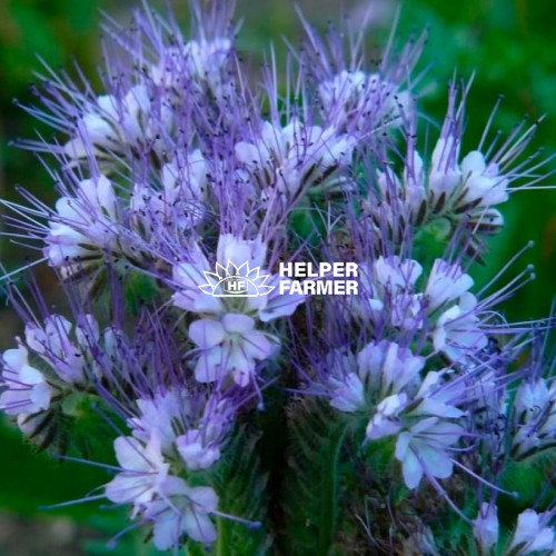 Семена фацелии, 1 кг