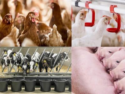 Helper Farmer – новый уровень животноводства