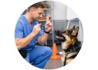 Коррекция поведения для собак