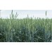 Пшениця Скаген перша репродукція (з сертифікатом), 1 тона