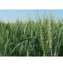 Пшеница Тобак озимая - первая репродукция (с сертификатом), 1 кг