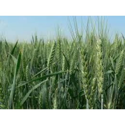 Насіння озимої пшениці Тобак, перша репродукція, з сертифікатом, 1 кг