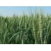 Насіння озимої пшениці Тобак, перша репродукція, з сертифікатом, 1 кг
