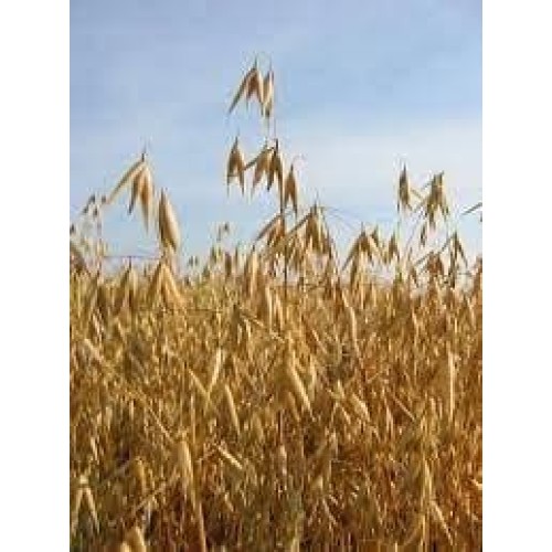 Овес - насіння, оздоровлення, лікування, відвари, пророщування, мікрогрін, 1 кг